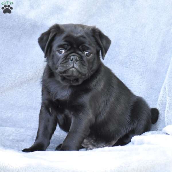 Hunter, Pug Puppy